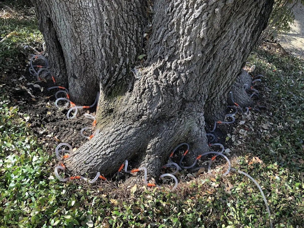 Detailed Tree Cabling and Bracing job site in Balsam Lake